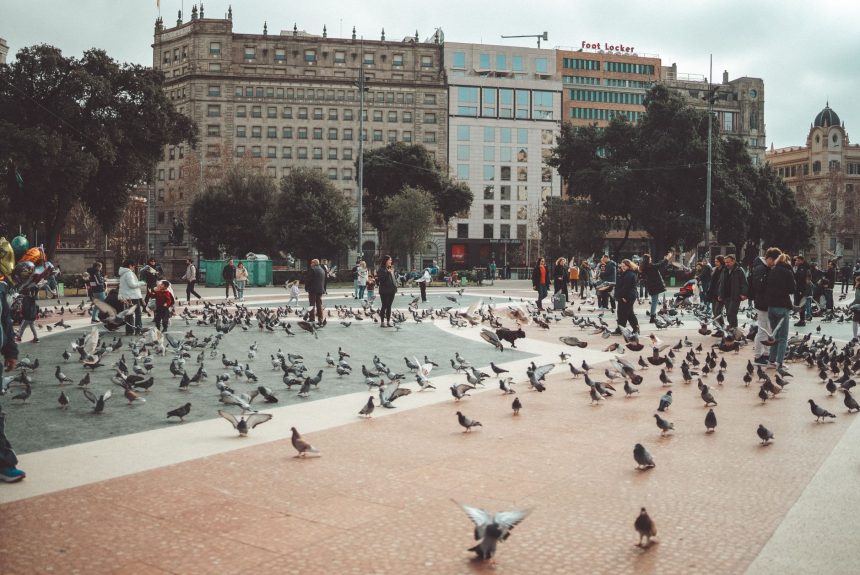 Pessoas e pombos ocupam a Plaça de Catalunya, em Barcelona, cercada por edifícios históricos.